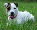 Parson Russell Terrier