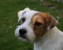 Parson Russell Terrier