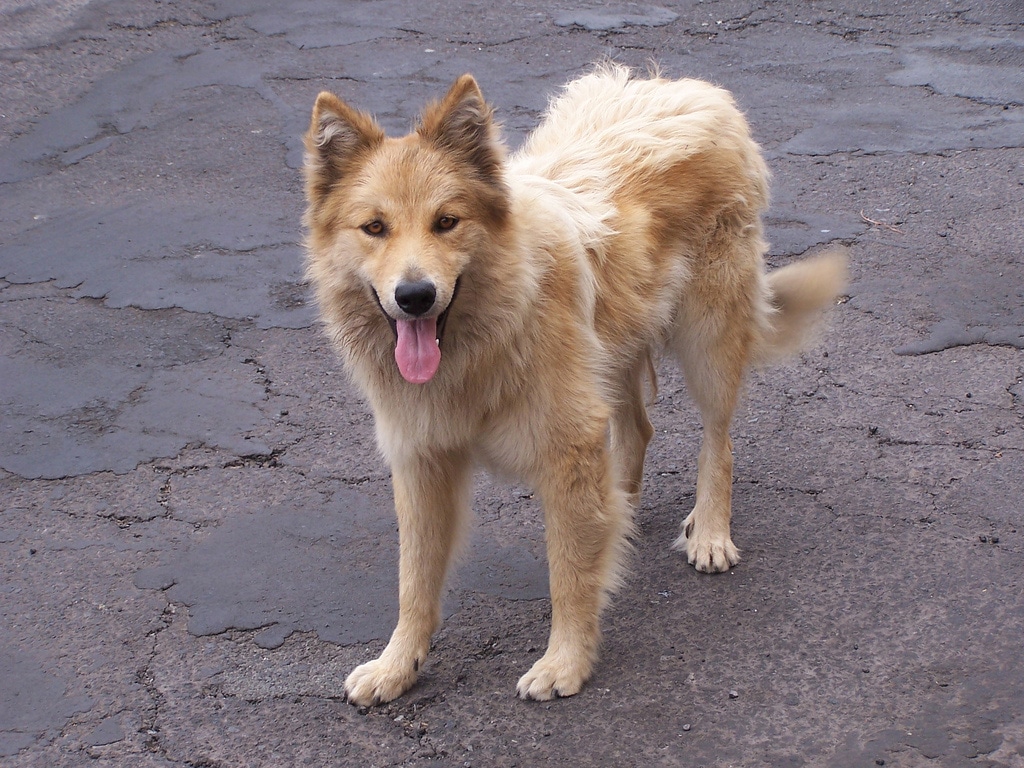 The Pastor Garafiano Dog Breed: A Comprehensive Guide 5 Size Of Pastor Garafiano