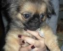 Pekinés