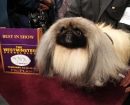 Pekinés