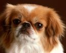 Pekinés