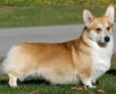 Pembroke Welsh Corgi