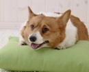 Pembroke Welsh Corgi