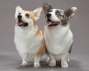 Pembroke Welsh Corgi