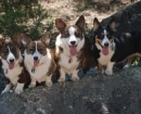 Pembroke Welsh Corgi