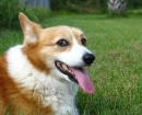 Pembroke Welsh Corgi