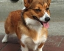 Pembroke Welsh Corgi