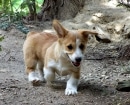 Pembroke Welsh Corgi