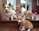 Pembroke Welsh Corgi