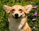 Pembroke Welsh Corgi
