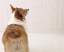 Pembroke Welsh Corgi