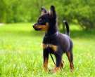 Pequeño perro ruso