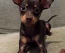 Pequeño perro ruso