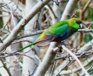 Perico-Capelo-(2).jpg