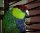 Perico-Capelo-(4).jpg