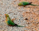 Perico-Capelo-(5).jpg