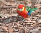 Perico-Carigualdo-(4)