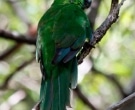 Perico-de-Norfolk-(2)