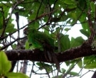 Perico-de-Norfolk-(4)