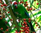 Perico-de-Norfolk-(5)