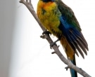 Perico-de-Tasmania-(2).jpg