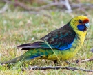 Perico-de-Tasmania-(3).jpg