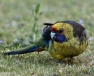 Perico-de-Tasmania-(5).jpg