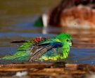 Perico-Dorsirrojo-(4)