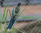 Perico-Gracioso-(3)