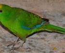 Perico-Maori-Cabecigualdo-(4)