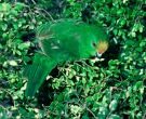 Perico-Maori-Montano-(4)