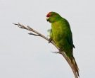 Perico-Maori-Rojo-(2)