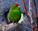 Perico-Maori-Rojo-(3)