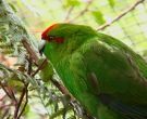 Perico-Maori-Rojo-(4)