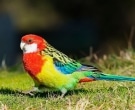 Perico-Multicolor-(2)