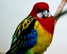 Perico-Multicolor-(3)