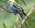 Perico-Palido-(2)