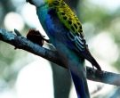Perico-Palido-(5)