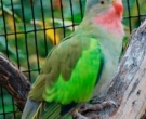 Perico-Princesa-(2).jpg