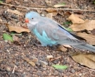 Perico-Princesa-(4).jpg