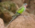 Perico-Princesa-(5).jpg