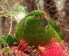 Perico-Terrestre-(5)