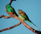 Perico-Variado-(3)