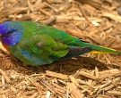 Periquito-Esplendido-(2)