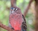 Periquito-Rosado-(4)