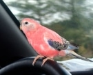 Periquito-Rosado-(5)
