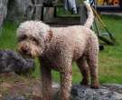Perro de agua de Romagna