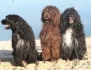perro-de-agua-portugues