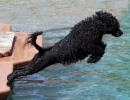 perro-de-agua-portugues